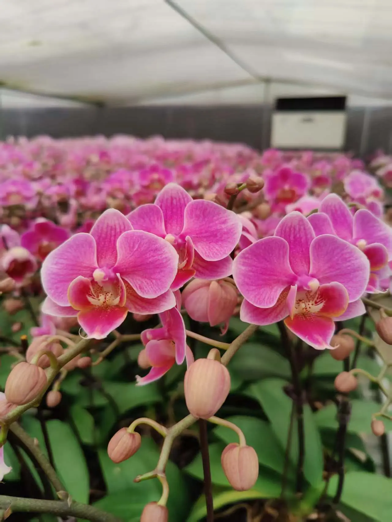 X花火大会
